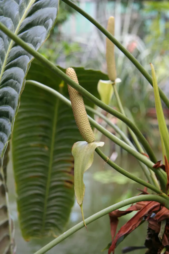 anthurium-veitchii-care