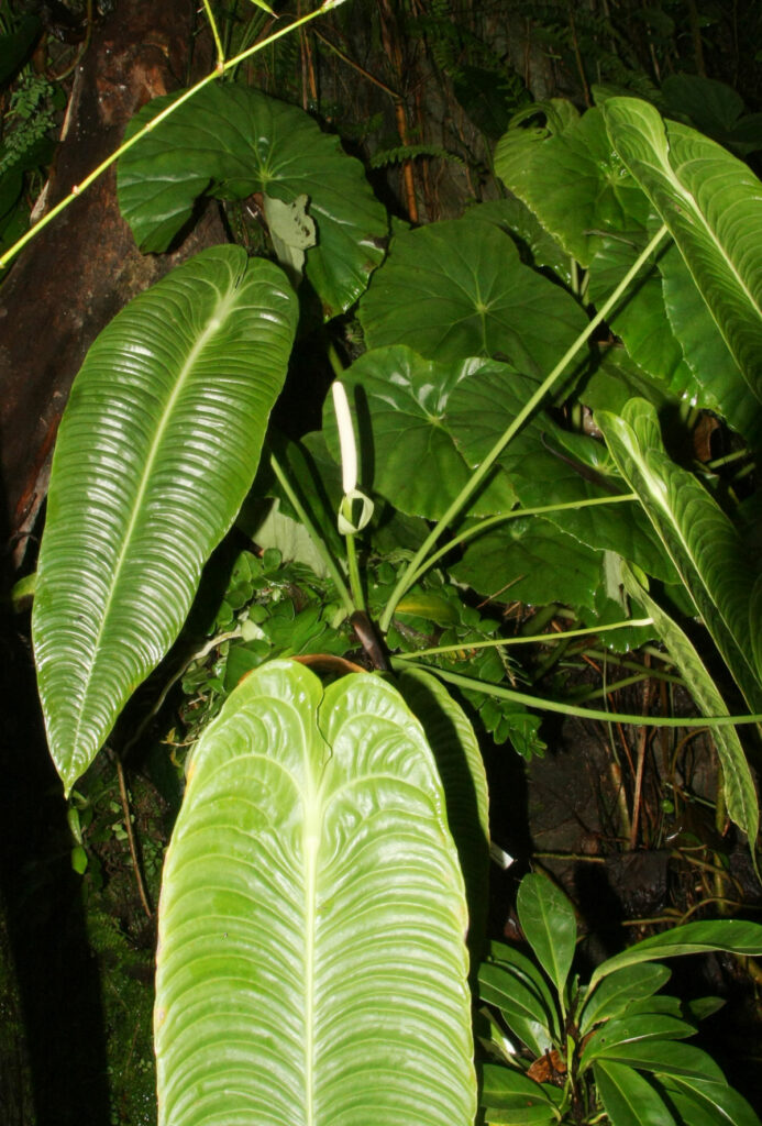 Anthurium-veitchii-care