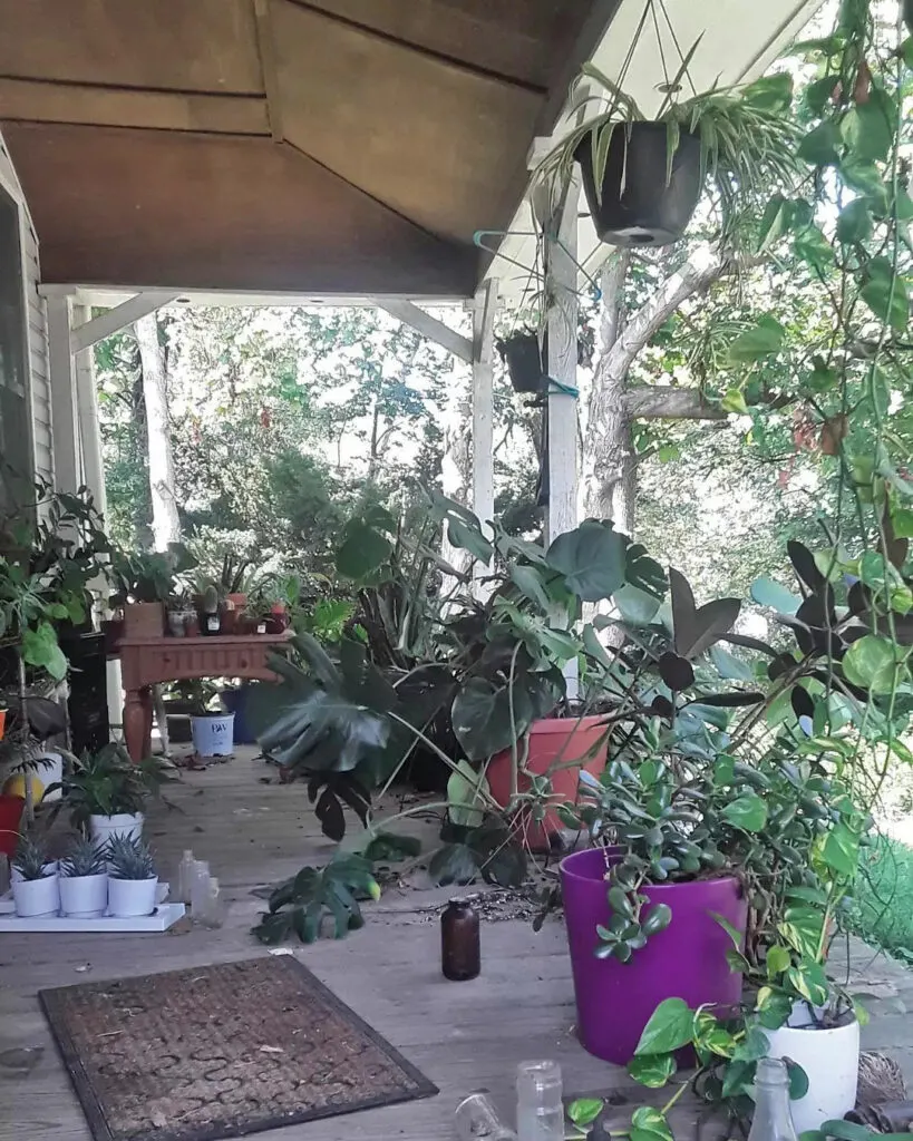 emily-gall-houseplant-hoarder