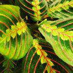 Prayer Plant Flowers: 5 Questions Answered + Care Tips prayer-plant-flowers