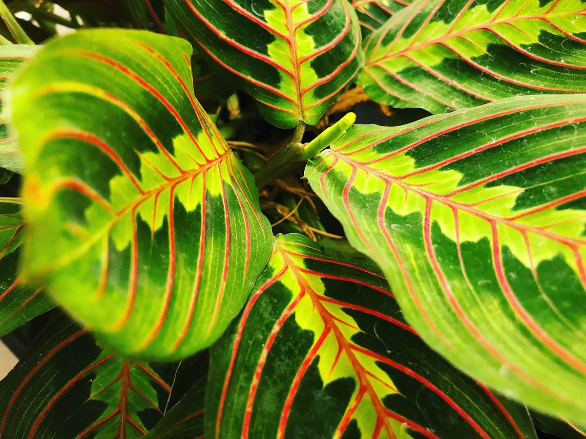 prayer-plant-flowers