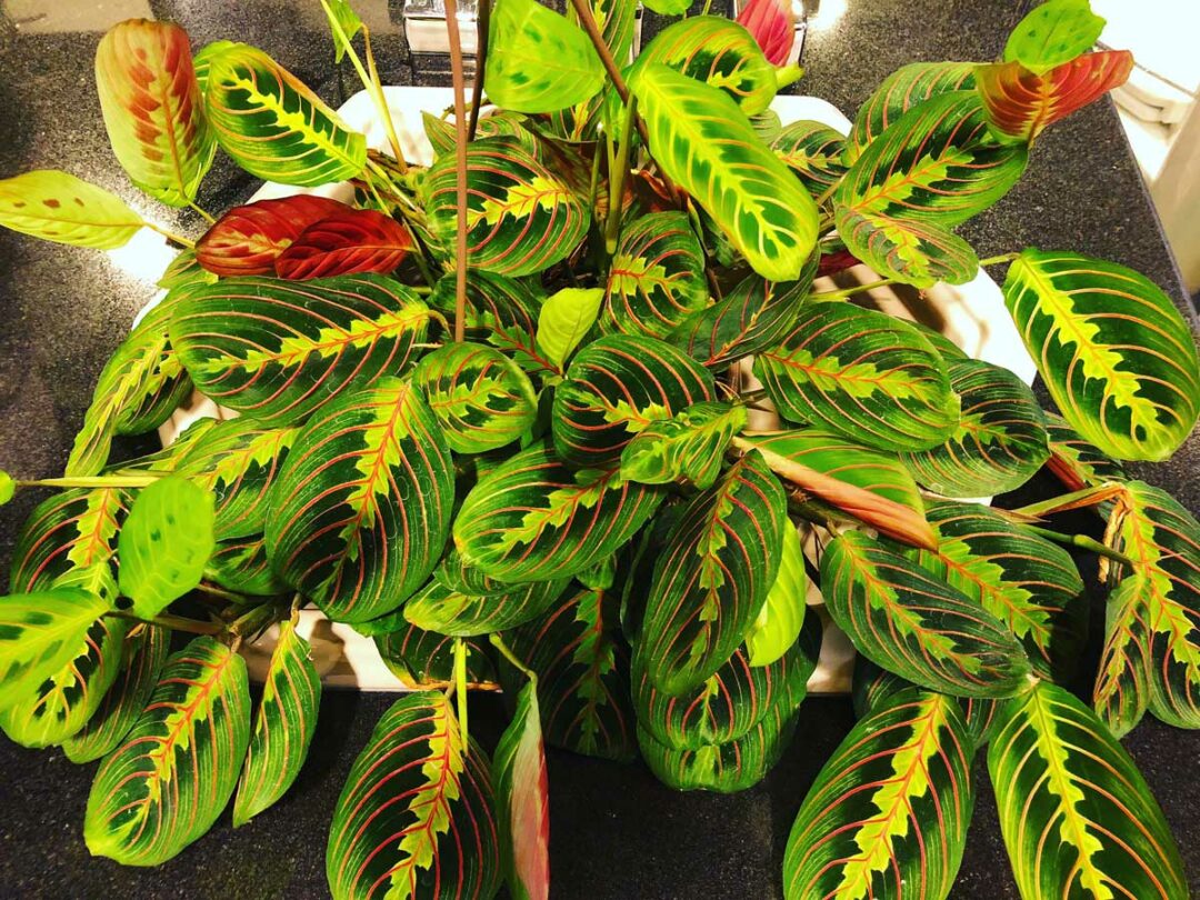 Prayer Plant Flowers 5 Questions Answered + Care Tips