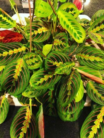 prayer-plant-flowers