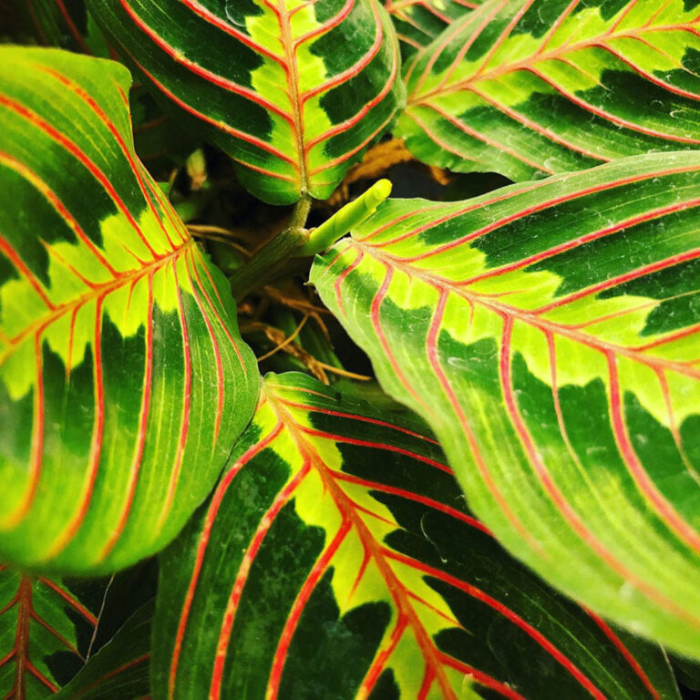 Prayer Plant Flowers:  5 Questions Answered + Care Tips