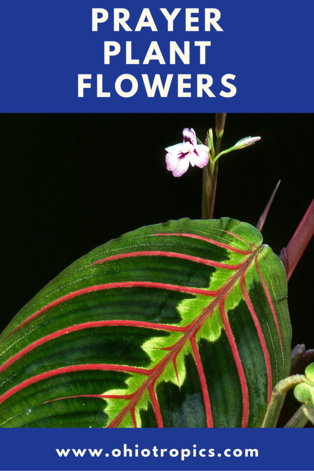 Prayer Plant Flowers 5 Questions Answered + Care Tips
