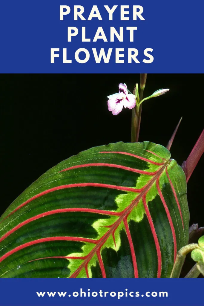 prayer-plant-flowers