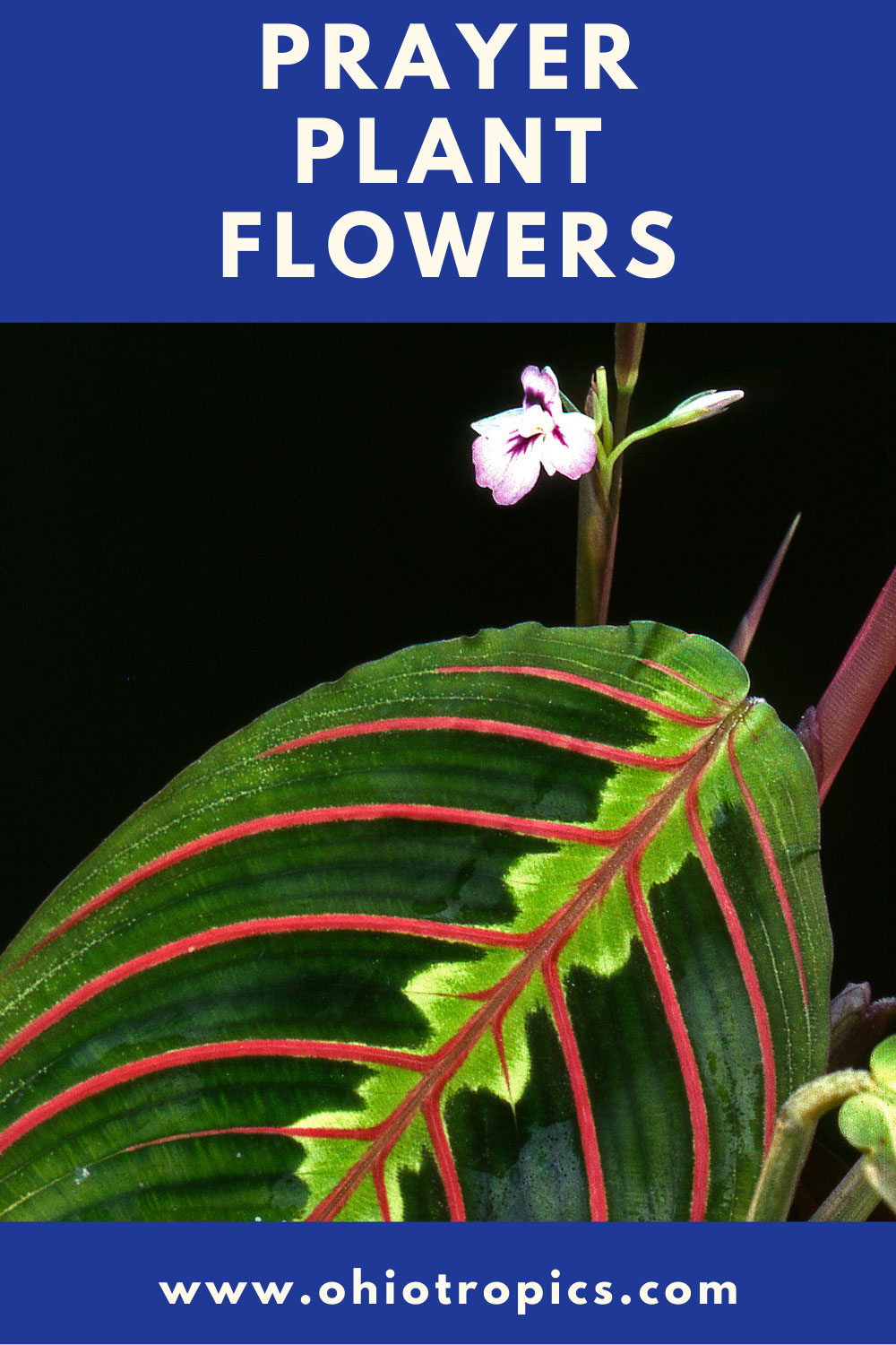 Prayer Plant Flowers 5 Questions Answered + Care Tips