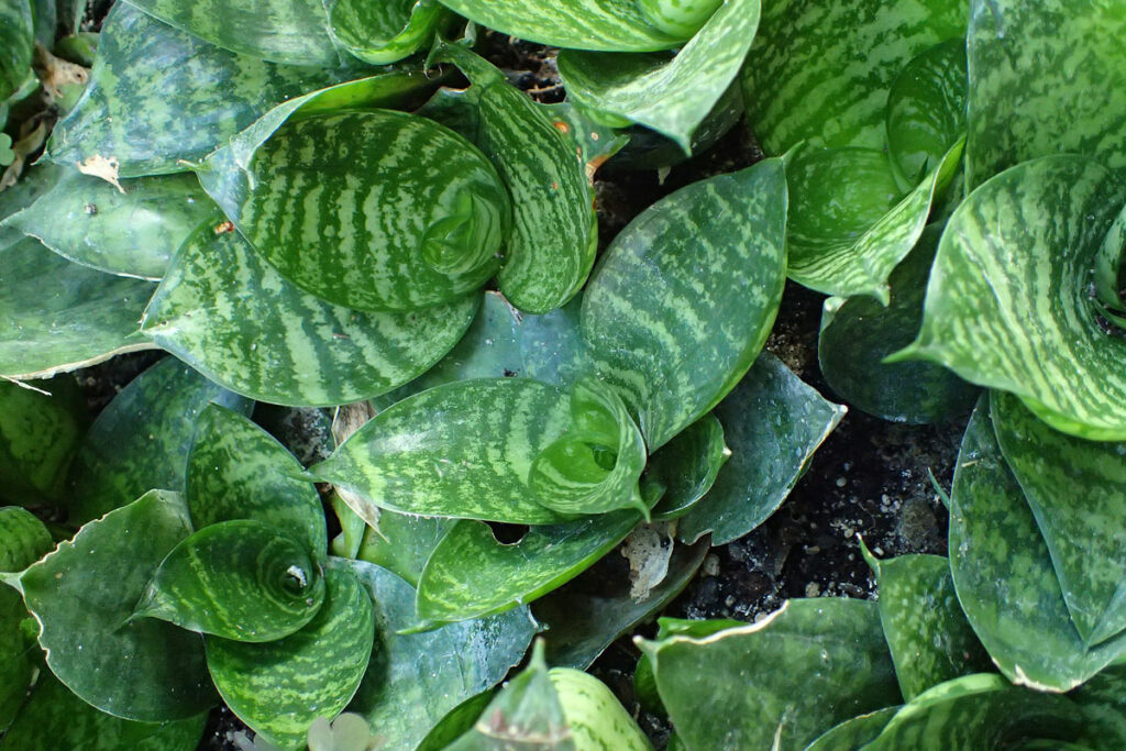 sansevieria-trifasciata-Hahnii