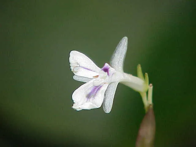 prayer-plant-flowers