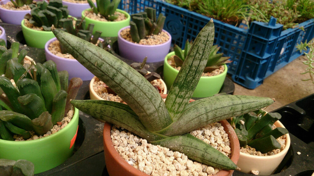 sansevieria-cylindrica-var-patula-Boncel