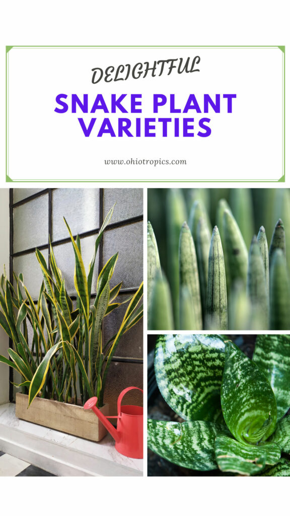 types-of-snake-plants