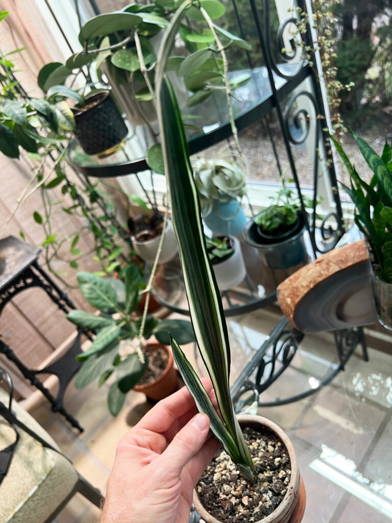 sansevieria-bantels-sensation