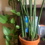 13 Beautiful Types of Snake Plants to Grow (with pictures) sansevieria-cylindrica