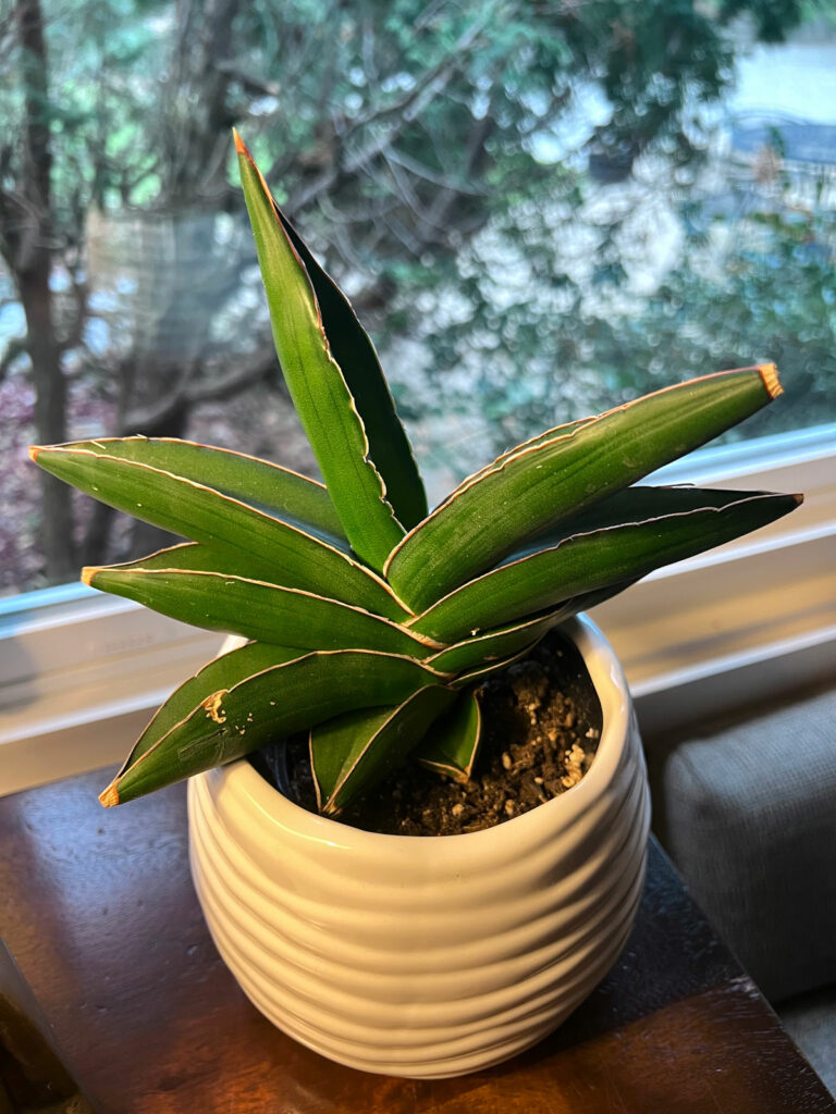 sansevieria-ehrenbergii-samurai