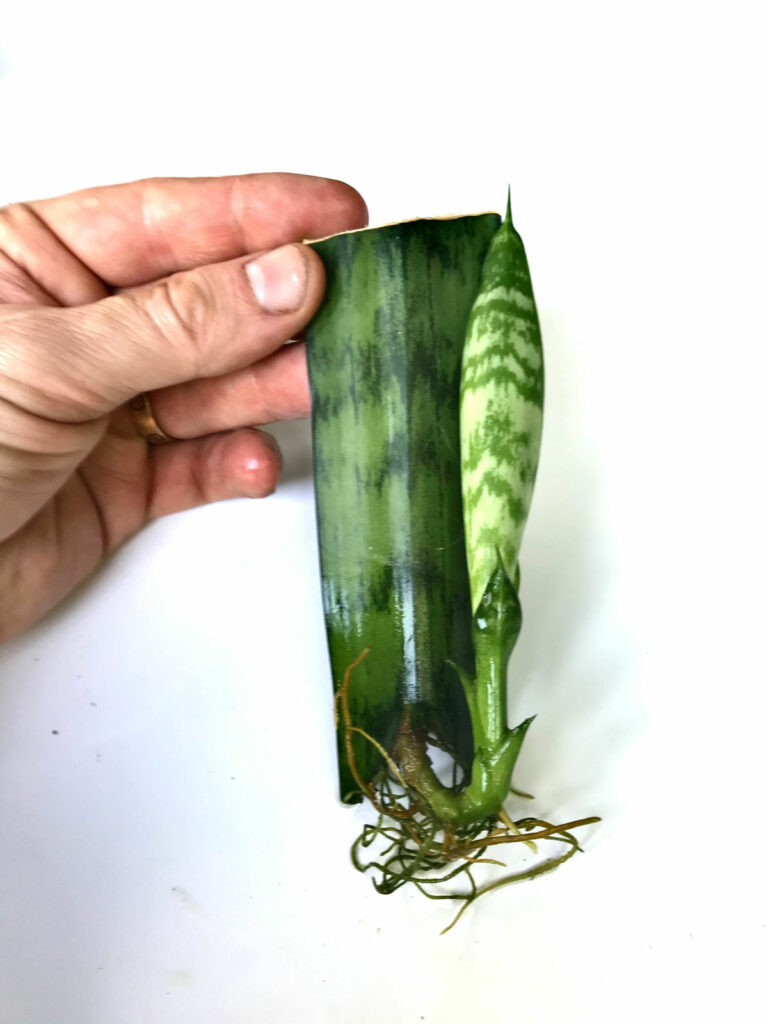 sansevieria-propagation-water