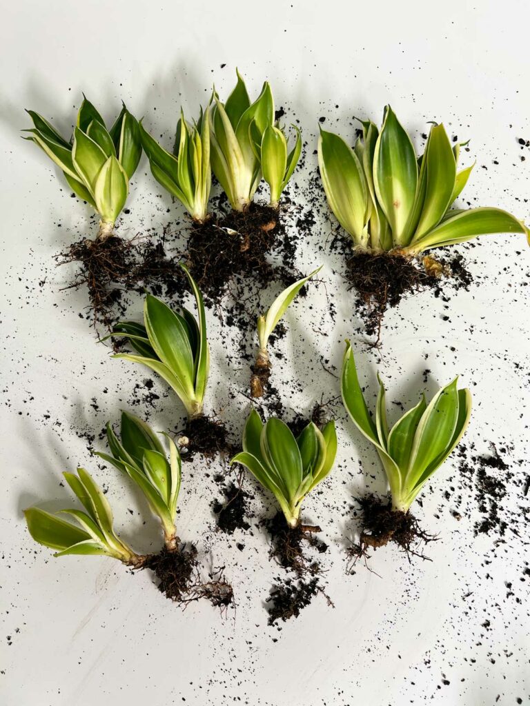 sansevieria-division