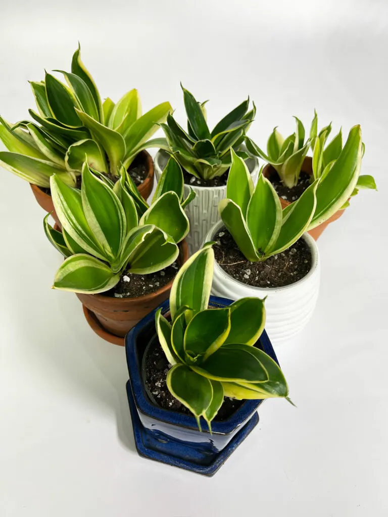 sansevieria-division