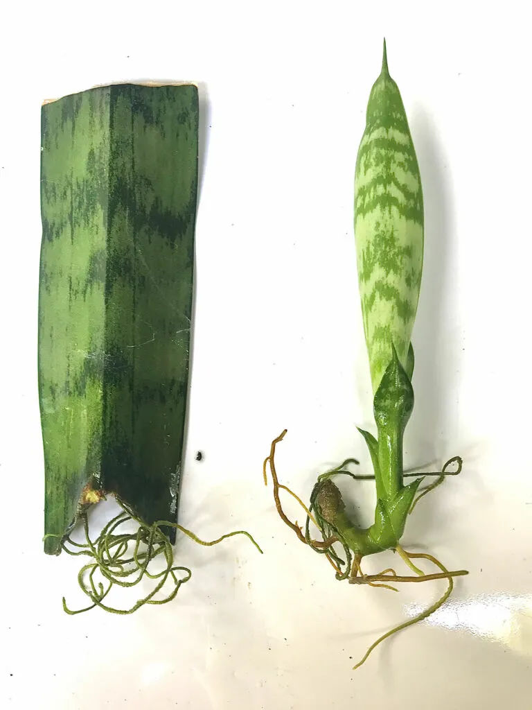 sansevieria-propagation-water