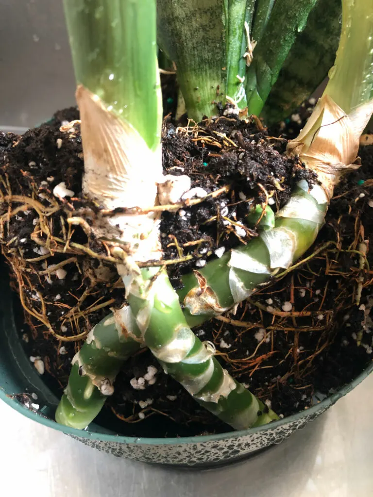 sansevieria-propagation-rhizome