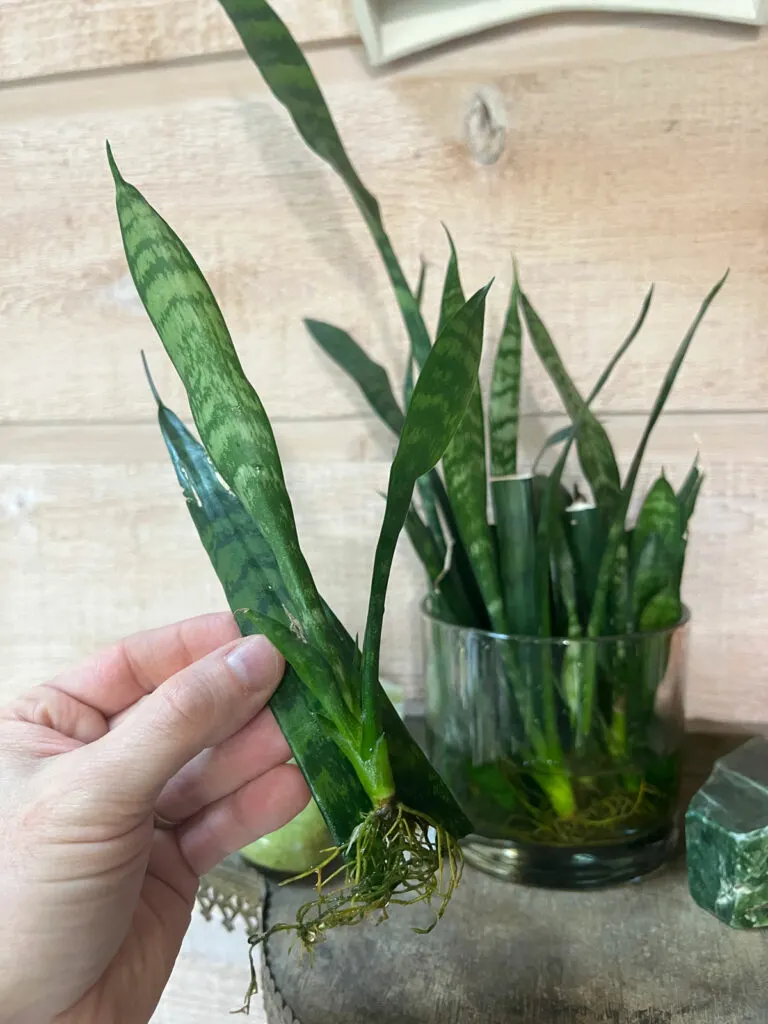 sansevieria-propagation-water