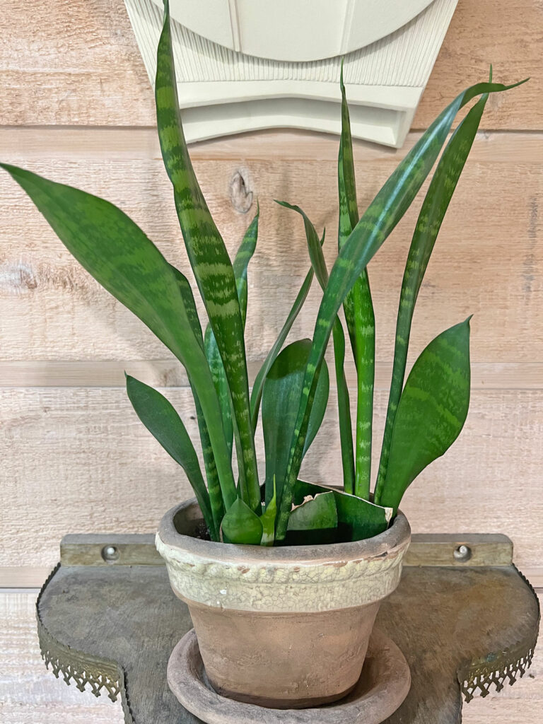 sansevieria-propagation-soil