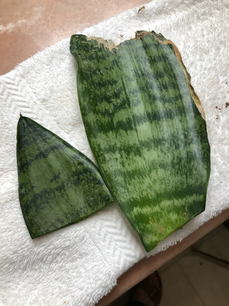 sansevieria-propagation