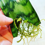 sansevieria-propagation-featured