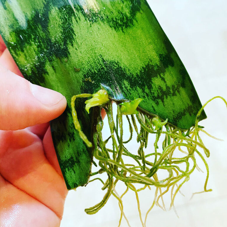5 Fun Sansevieria Propagation Methods (Snake Plant)