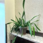 snake-plant-low-light