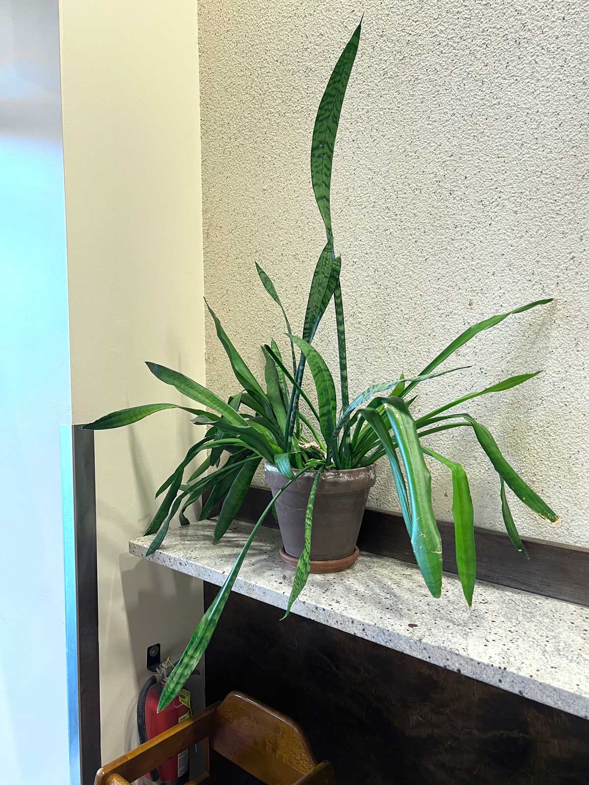 Snake Plant Leaves Turning Yellow