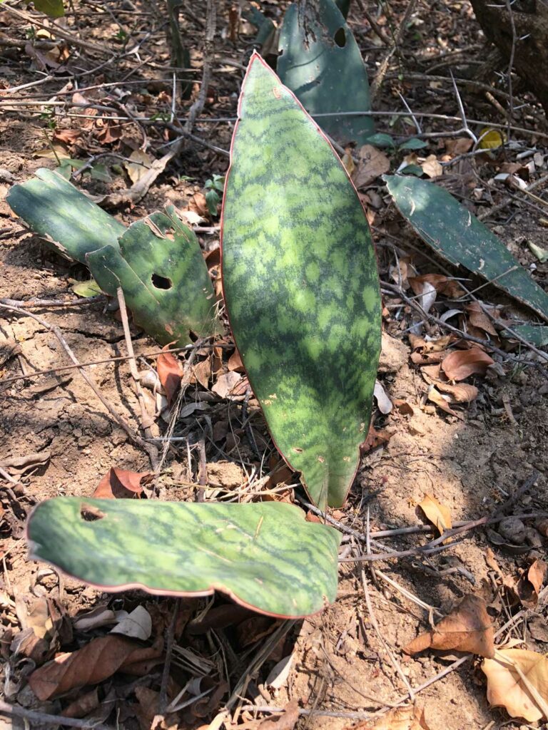 snake-plant-africa-sun