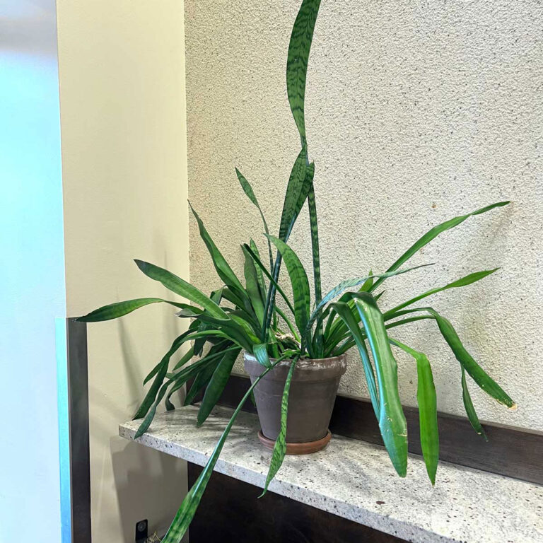 26 Common Snake Plant Problems & Questions with Answers