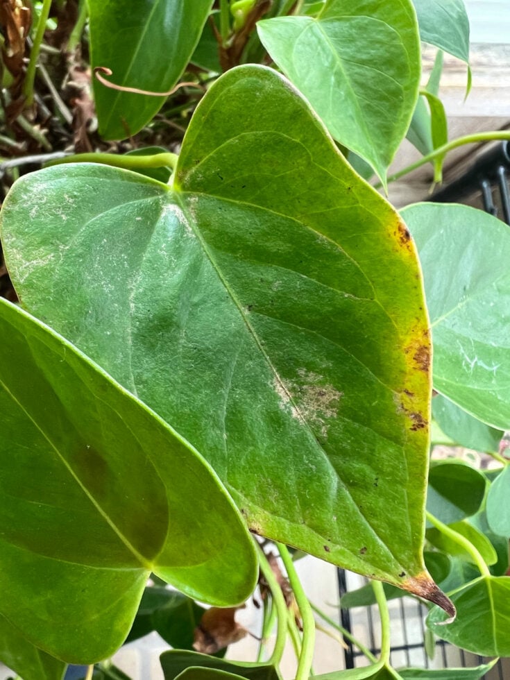 Thrips on Houseplants 6 Top Steps to Treat (and prevent)