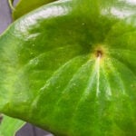 Thrips on Houseplants: 6 Top Steps to Treat (and prevent) thrips-raindrop-peperomia-polybotrya