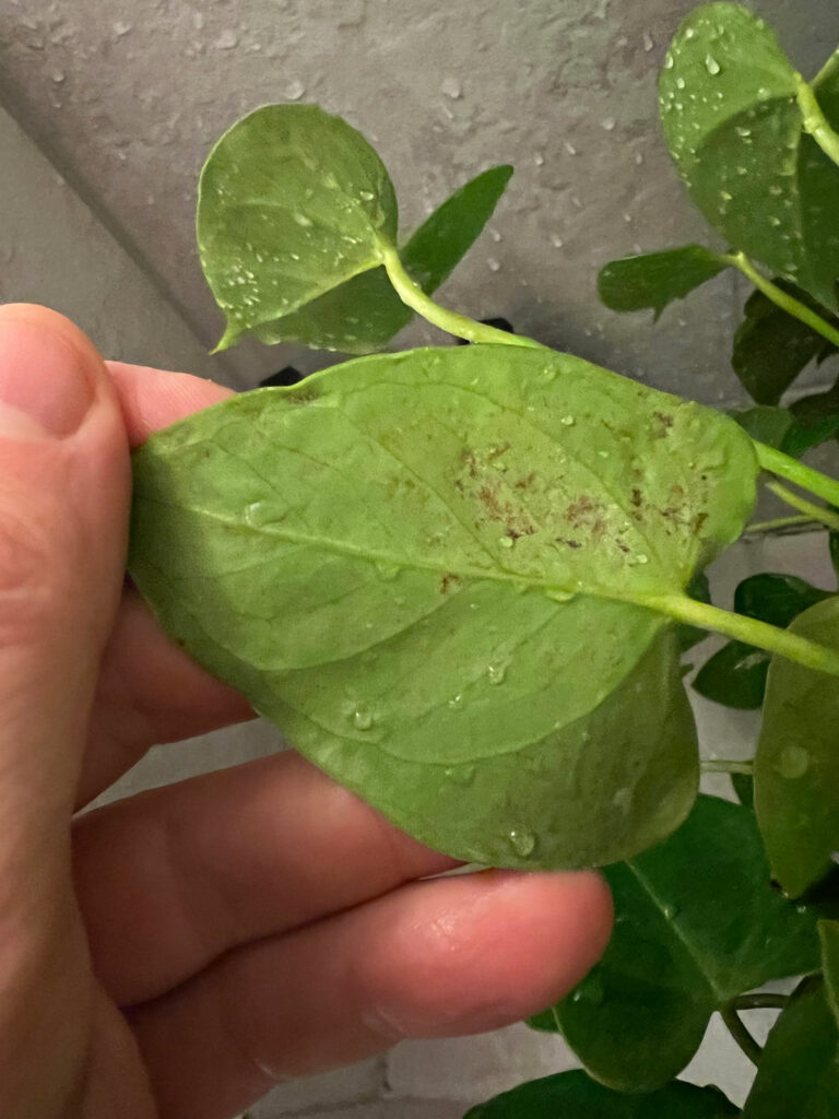 Thrips on Houseplants: 6 Top Steps to Treat (and prevent)