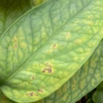 thrips-featured