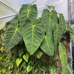 Interview with Enid of NSE Tropicals - Welcome to the Jungle philodendron-esmeraldense-patriciae