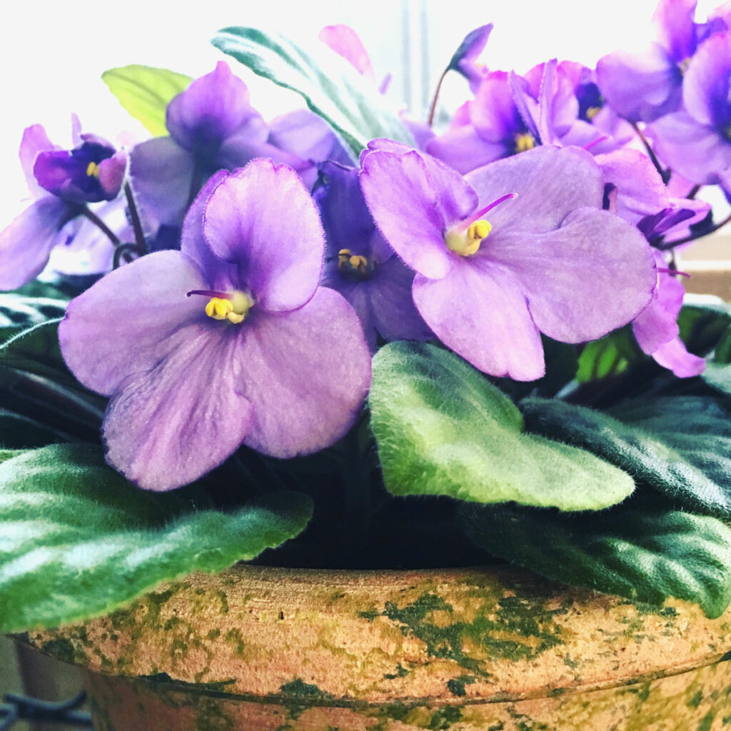 are african violets poison to cats and dogs