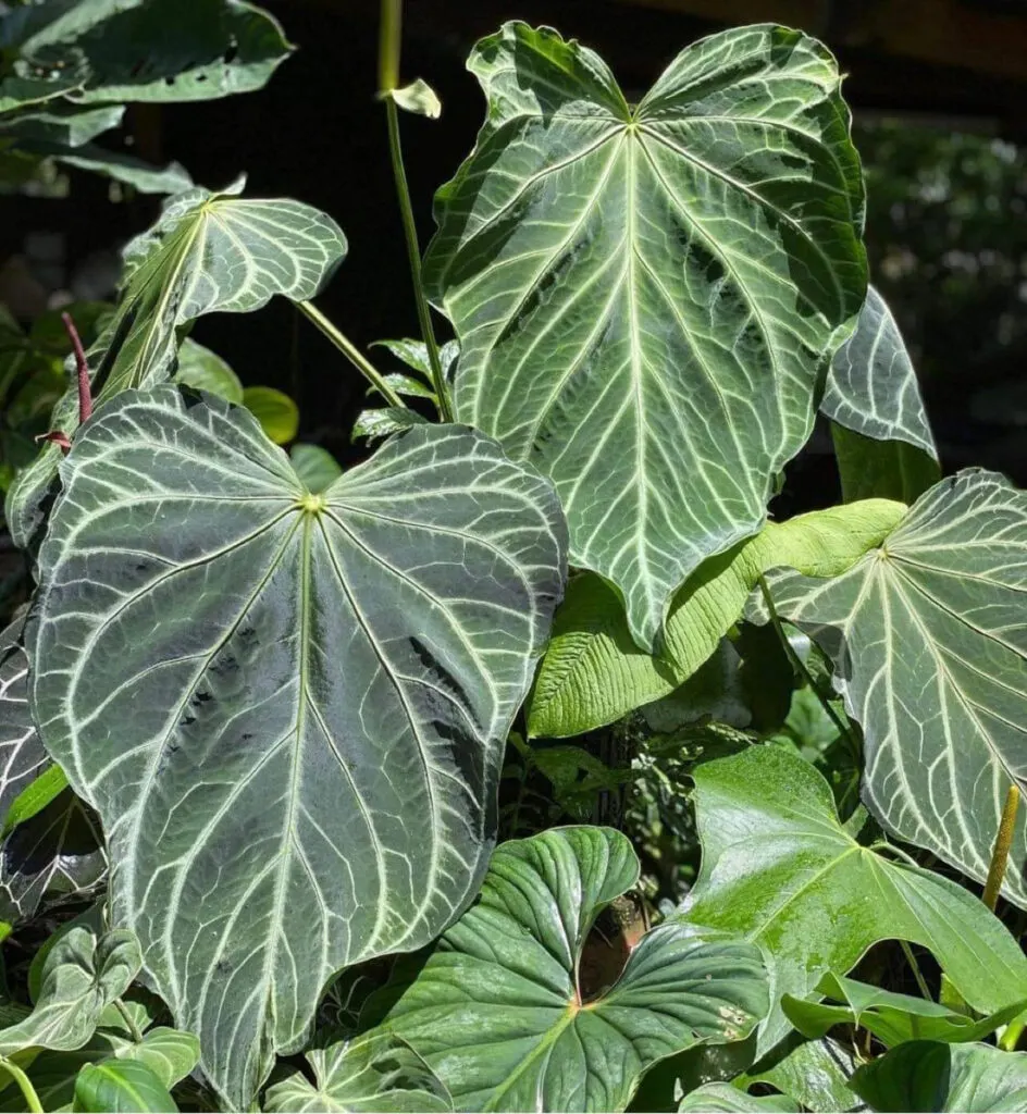 anthurium-fairchild