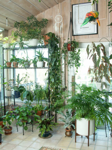 houseplant-hoarders