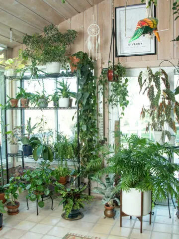 houseplant-hoarders