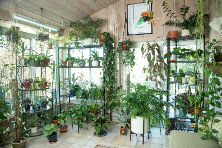 houseplant-hoarders