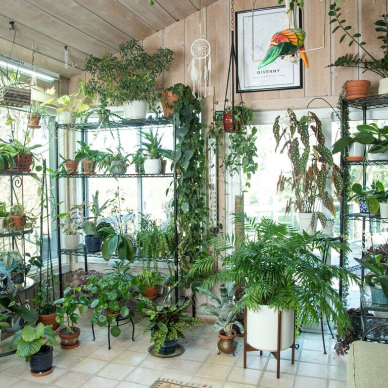 A Profile of 22 Houseplant Hoarders:  Their Amazing Stories