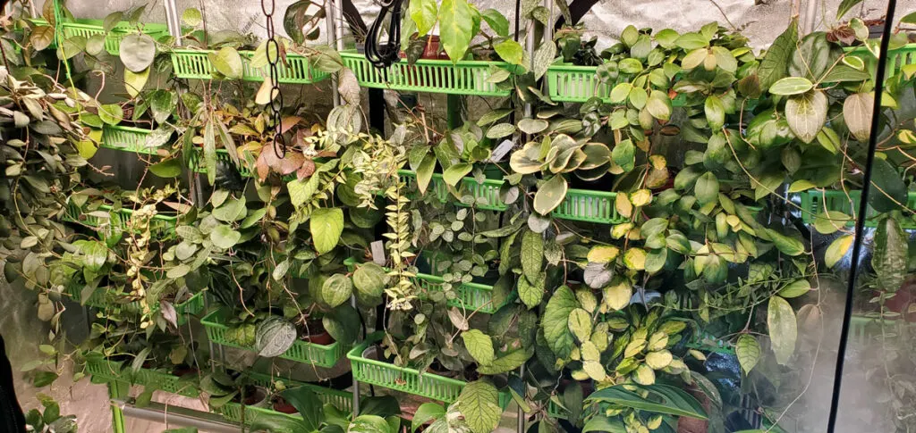 johanna-dominguez-put-a-plant-on-it