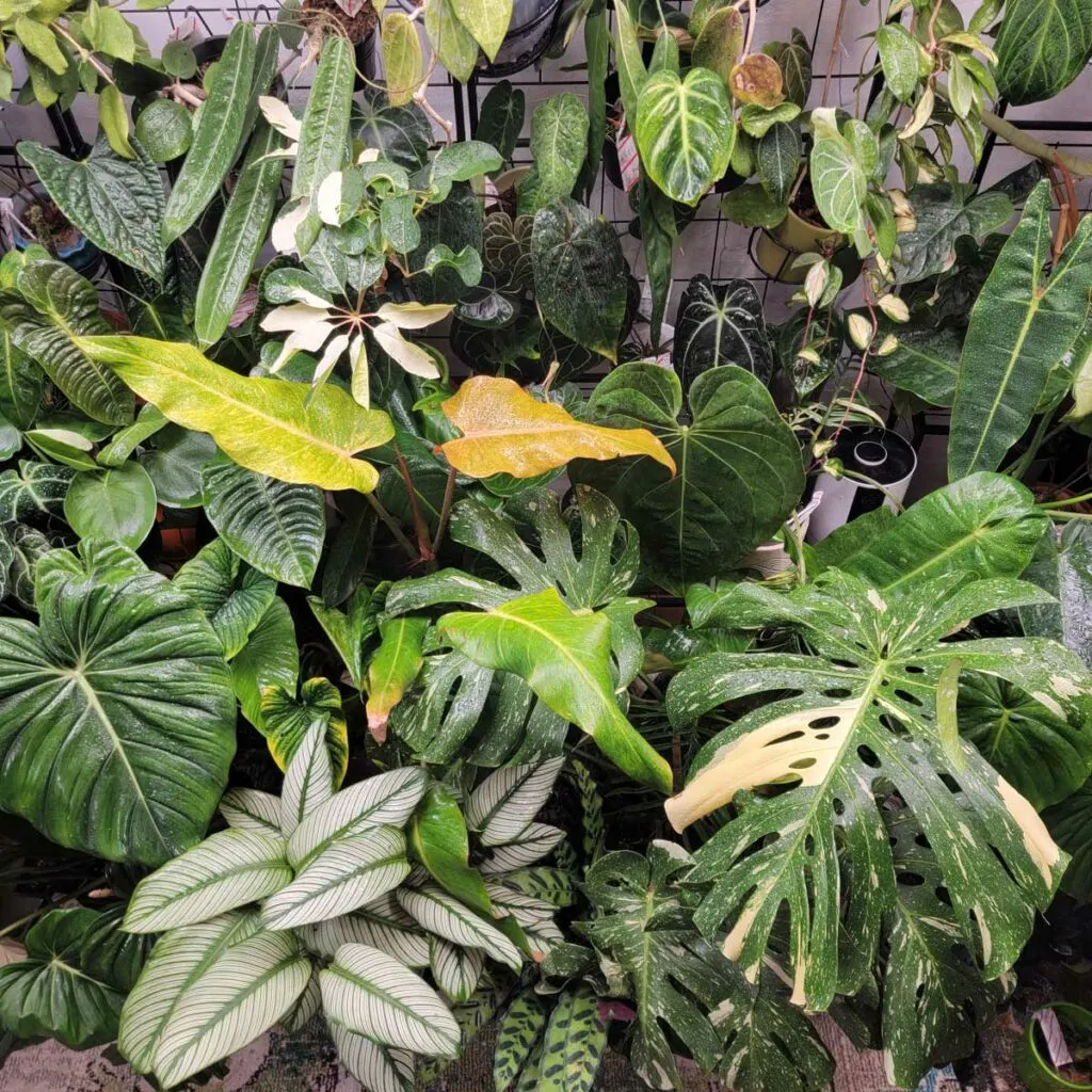 johanna-dominguez-put-a-plant-on-it