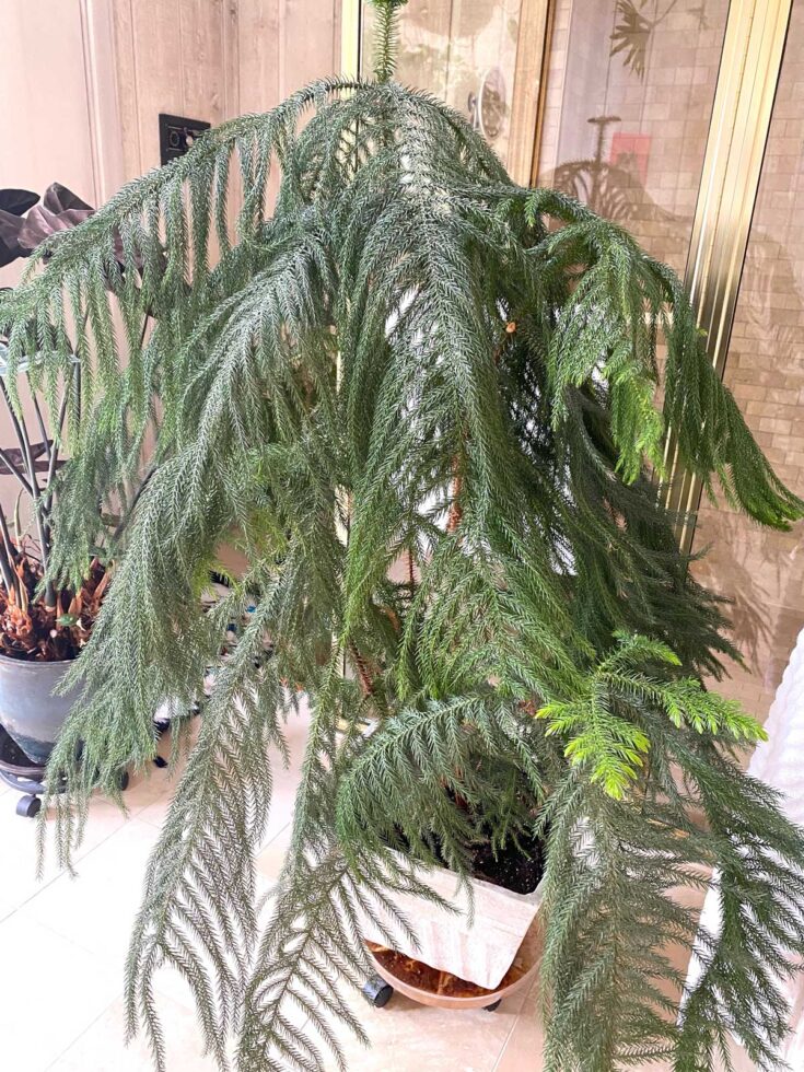 30 Nontoxic Houseplants for Cats & Dogs (with pictures)