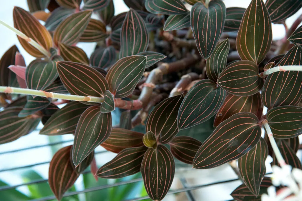 Jewel-orchid-non-toxic-plant