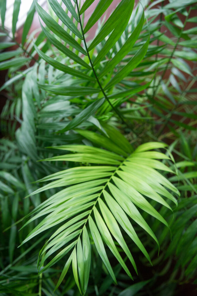 Parlor-palm-non-toxic-plant