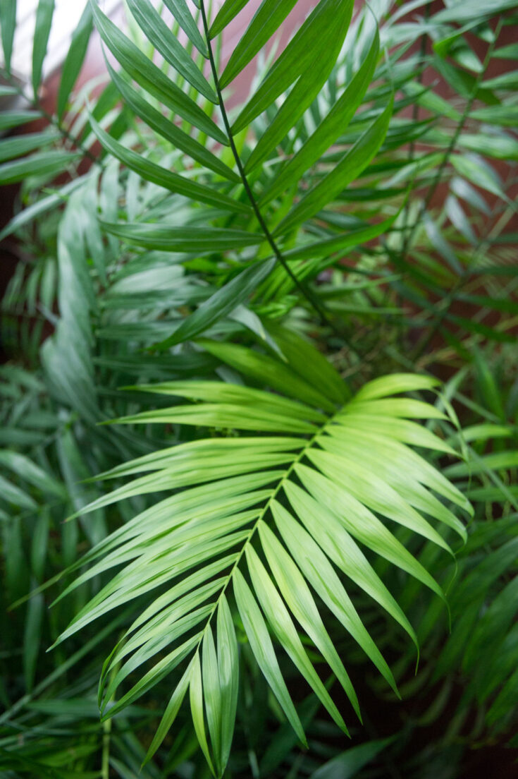 30 BEST LARGE PLANTS FOR LIVING ROOM AREAS
