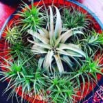 30 Nontoxic Houseplants for Cats & Dogs (with pictures) air-plant-non-toxic-tillandsia
